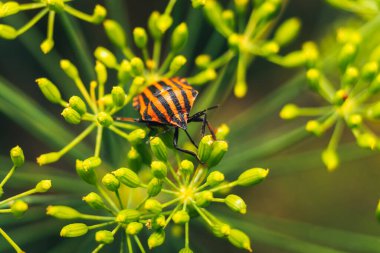 Çiçekteki böceğin makro görüntüsü.