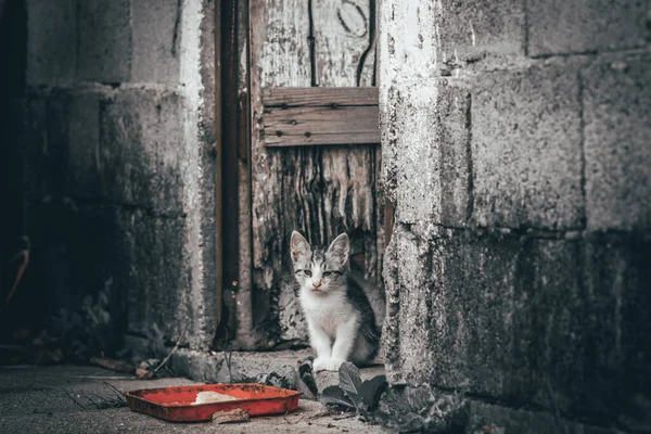 Schattig Katje Wachtend Het Eten — Stockfoto