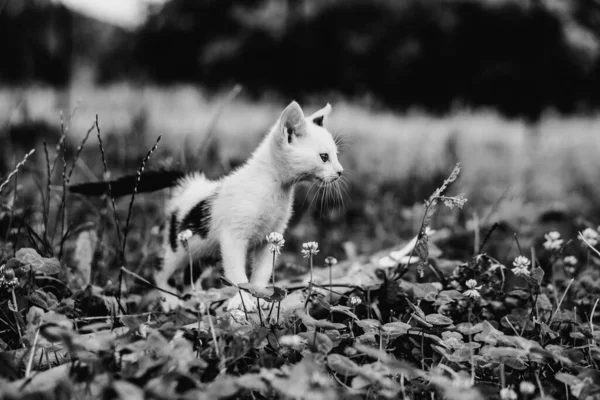 Çimlerin Üzerindeki Kedi Yavrusunun Siyah Beyaz Fotoğrafı — Stok fotoğraf