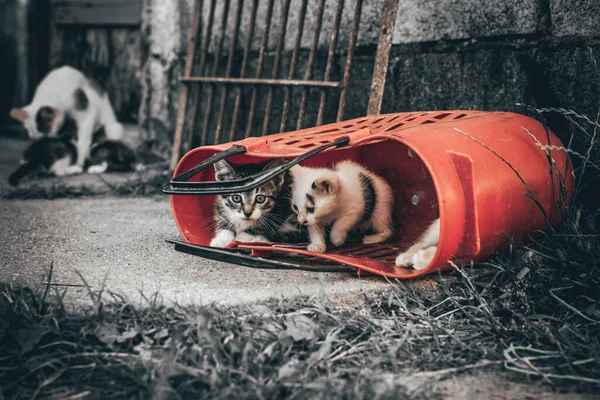 Lindos Gatos Escondidos Una Vieja Bolsa Roja — Foto de Stock