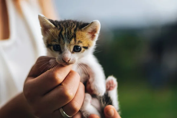 Söt Kattunge Handflatan — Stockfoto