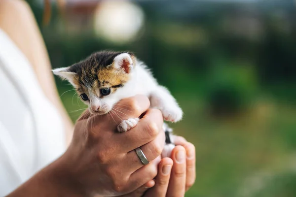 Niedliches Kätzchen Der Handfläche — Stockfoto