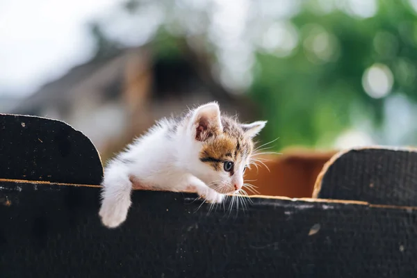 Schattig Katje Kijkend Vanaf Bovenkant Van Doos — Stockfoto