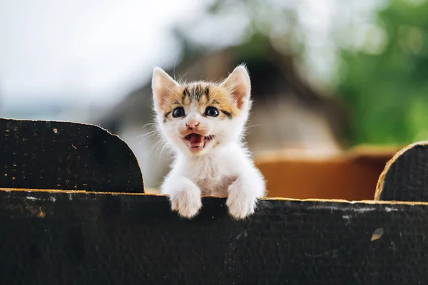 Cute kitten looking from top of the box — Stock Image Cute Kitten Looking Top Box Royalty Free Stock Photos
