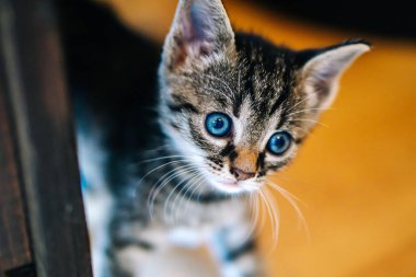 Mavi gözlü sevimli gri kedi.