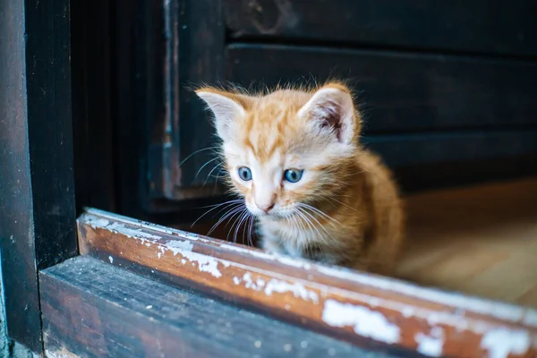 Niedliche Orangefarbene Katze Mit Blauen Augen — Stockfoto