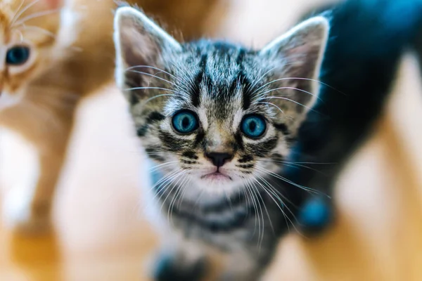 Симпатичная Серая Кошка Голубыми Глазами — стоковое фото