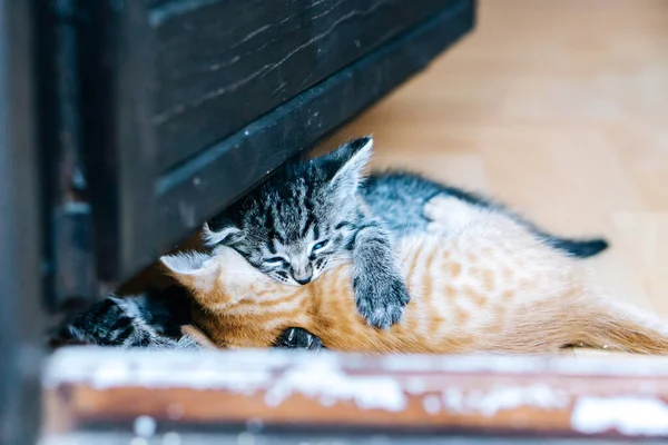 Lindos Gatitos Naranja Gris Luchando — Foto de Stock