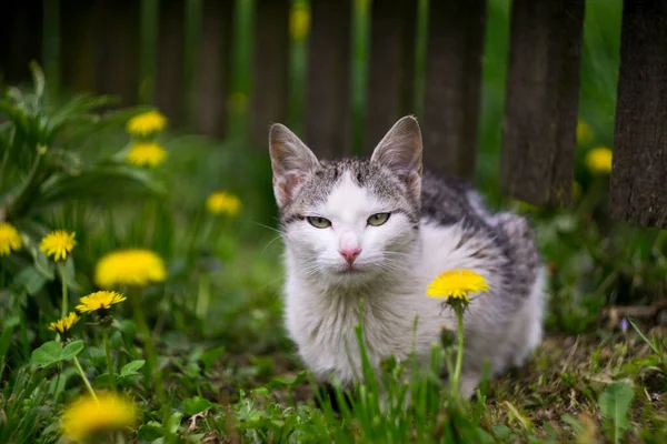 Cute Zły Kotek Kwiatach — Zdjęcie stockowe
