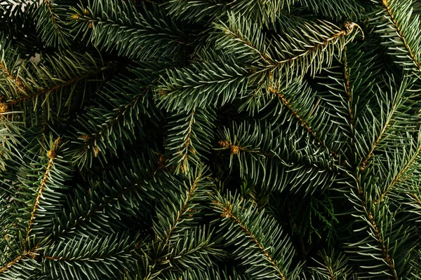 Layout Made Christmas Tree Branches Nature New Year Concept — Stock Photo, Image