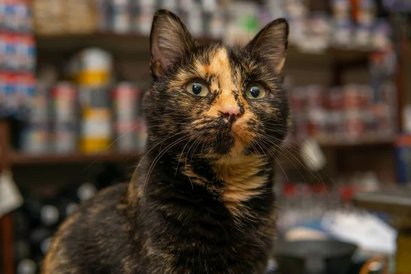 Close Shot Van Een Gesneden Oranje Zwarte Kat Kijken Naar — Stockfoto