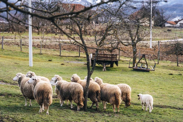 成群的羊 田里有一只小羊 — 图库照片