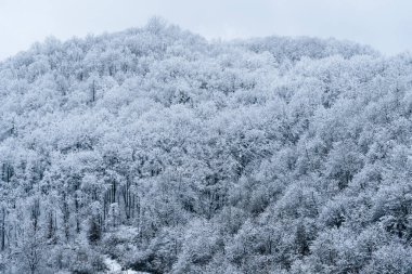 Karla kaplı ağaçların tepesinde. Kış fotoğrafçılığı