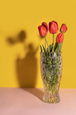 Cam bir vazoda beş kırmızı lale. Çift tonlu arka plan. Vazonun arkasındaki gölge