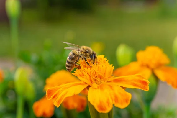 Close Van Een Bij Oranje Bloem Het Veld — Stockfoto