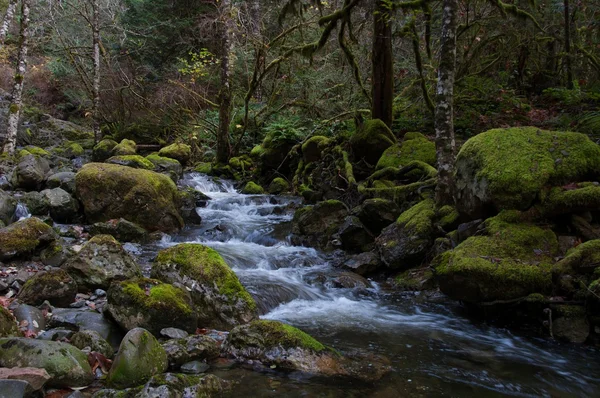 Stream in forest — Stock Photo, Image