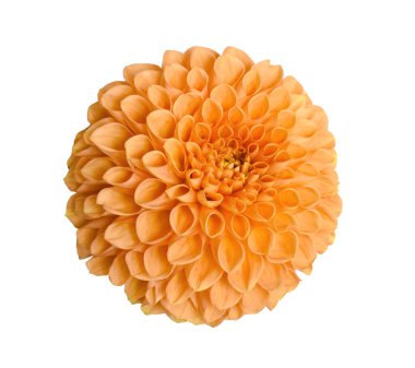 Turuncu yıldız çiçeği beyaz arkaplanda izole edilmiş.