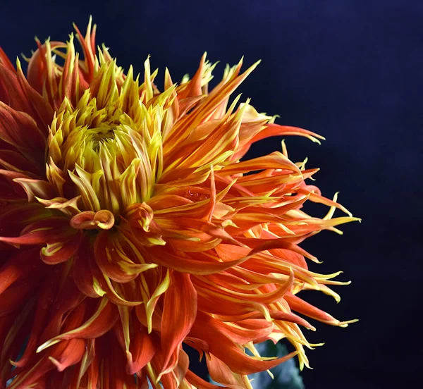 Kapalı yıldız çiçeği başı