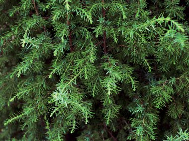 Ardıç ağacı dalları arkaplanı