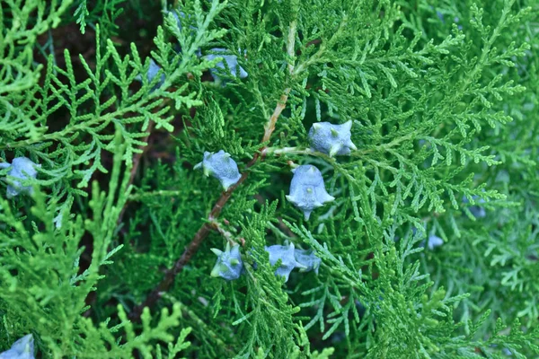 Close Thuja Branches Unripe Cones — Stock Photo, Image