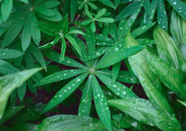 Lupin yapraklarını yağmur damlalarıyla kapat