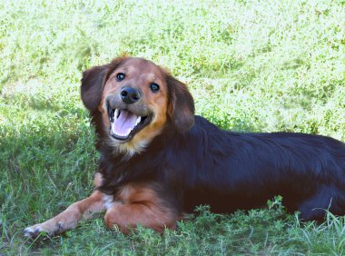Çimlerde mutlu dachshund