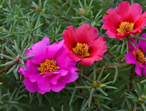 Portulaca Flowers Green Background Stock Picture