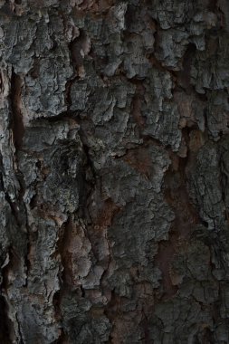 Kapalı ladin sandığı. Kabuk dokusu arkaplanı.