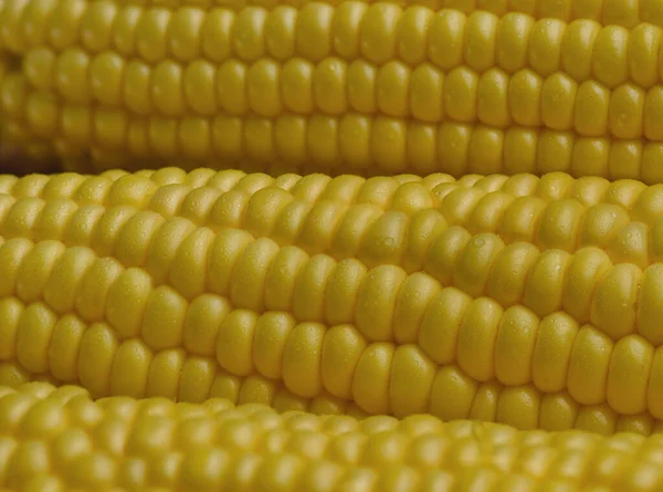 Closed Fresh Corn Cobs Dew Drops Vegetable Macro Background — Stock Photo, Image