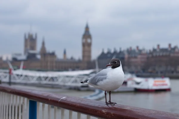 Gabbiano posa davanti al Big Ben — Foto Stock