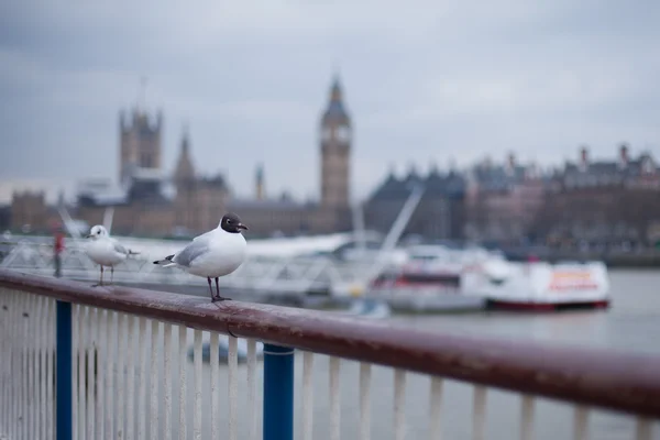 Big Ben önünde poz martı