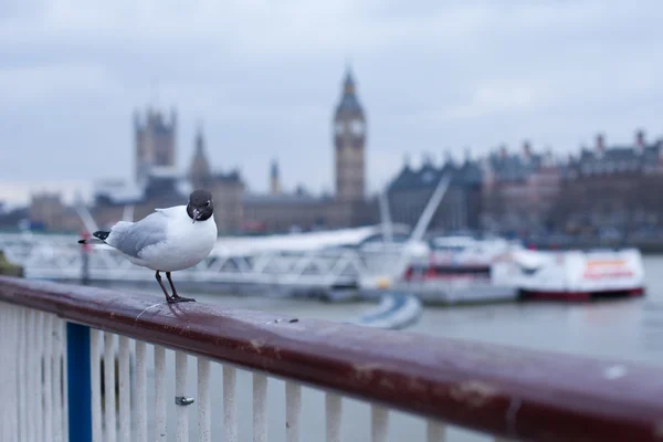 Gabbiano posa davanti al Big Ben — Foto Stock