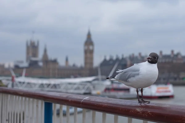 Big Ben önünde poz martı