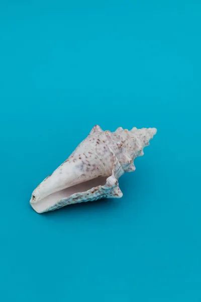 Deniz kabuğu renkli arka plan üzerinde