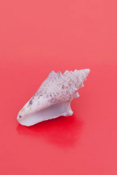 Deniz kabuğu renkli arka plan üzerinde