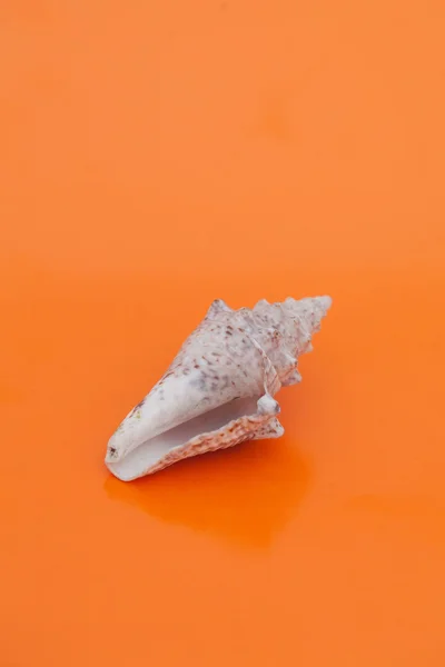 Deniz kabuğu renkli arka plan üzerinde