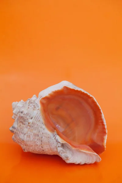 Deniz kabuğu renkli arka plan üzerinde