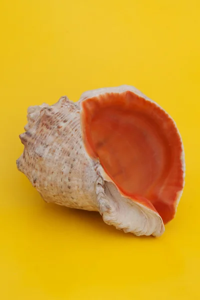 Mar Shell em fundo de cor — Fotografia de Stock