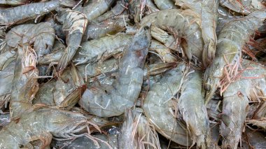 Islak pazarda taze karideslerin görüntüsünü kapat