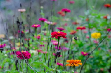 Metin için özelleştirilebilir alanı olan bir bahçede çiçeğin düz görünümü.