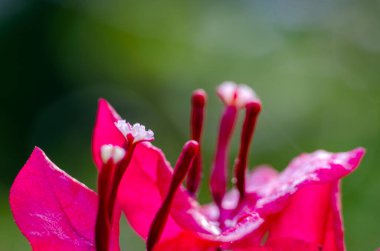 Kırmızı Bougainvillea Çiçek Makro Dramatik bir geçmişi var
