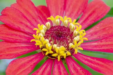 Ayrıntılı Taç ve Parlak Sarı Merkezli Kırmızı Zinnia Macro