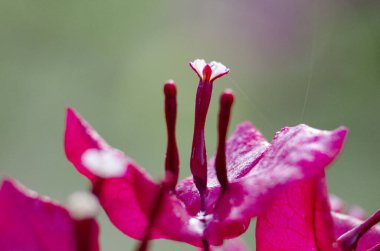 Kırmızı Bougainvillea Çiçekli Makro Dramatik bir geçmişi ve fikirler için özelleştirilebilir alanı var