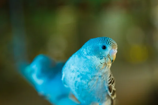 Pequeno periquito papagaio azul — Fotografia de Stock