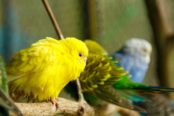 Pequeno papagaio ondulado amarelo — Fotografia de Stock