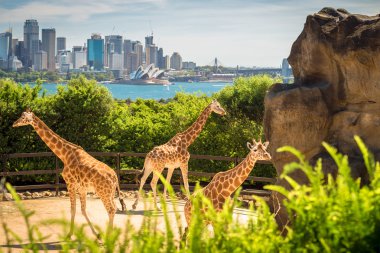 Zürafalar beautul arka plan, Sydney şehir ile 