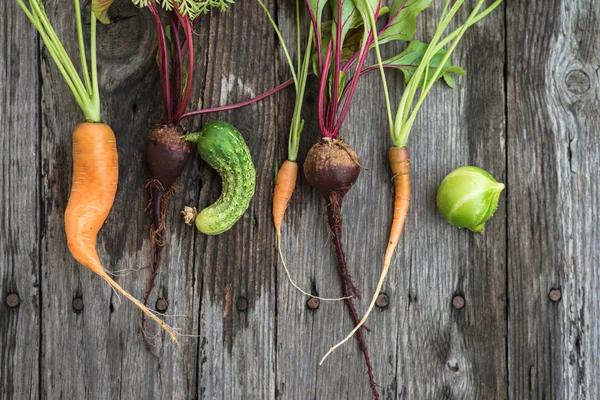 Lelijke wortel, rode bieten en komkommer — Stockfoto