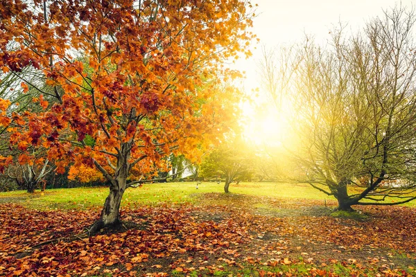 Autumn landscape, park in the rain — Stock Photo, Image