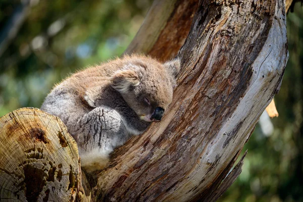 Śpiącego misia Koala — Zdjęcie stockowe