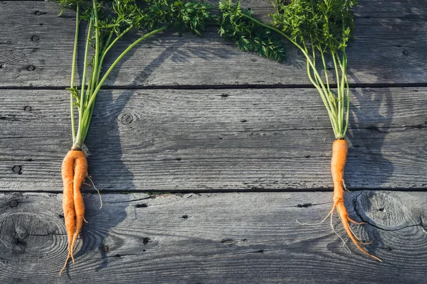 Trendy lelijk organische baby wortel uit eigen tuin — Stockfoto